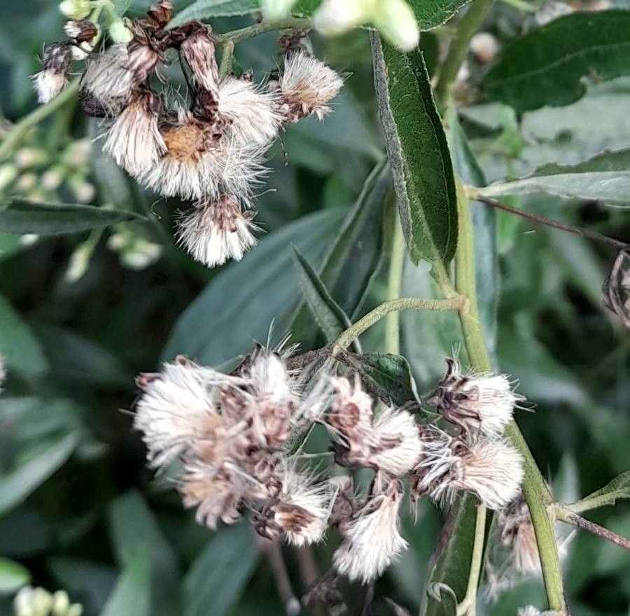 Baccharis pingraea fruit