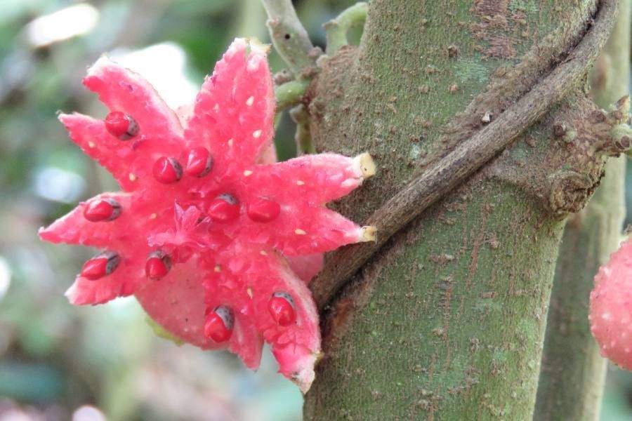 Siparuna grandiflora — houseplant care guide