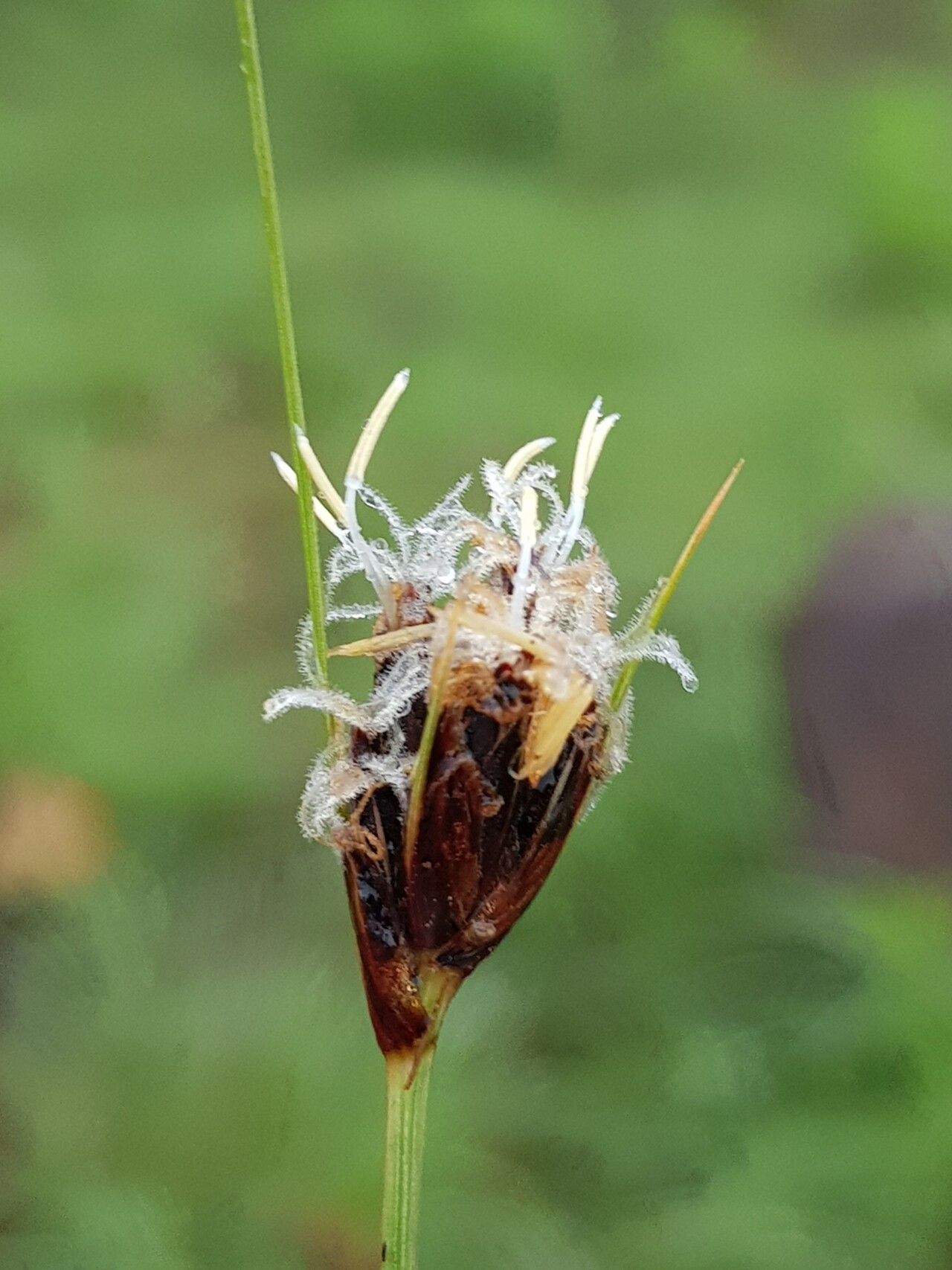 Bulbostylis schoenoides flower