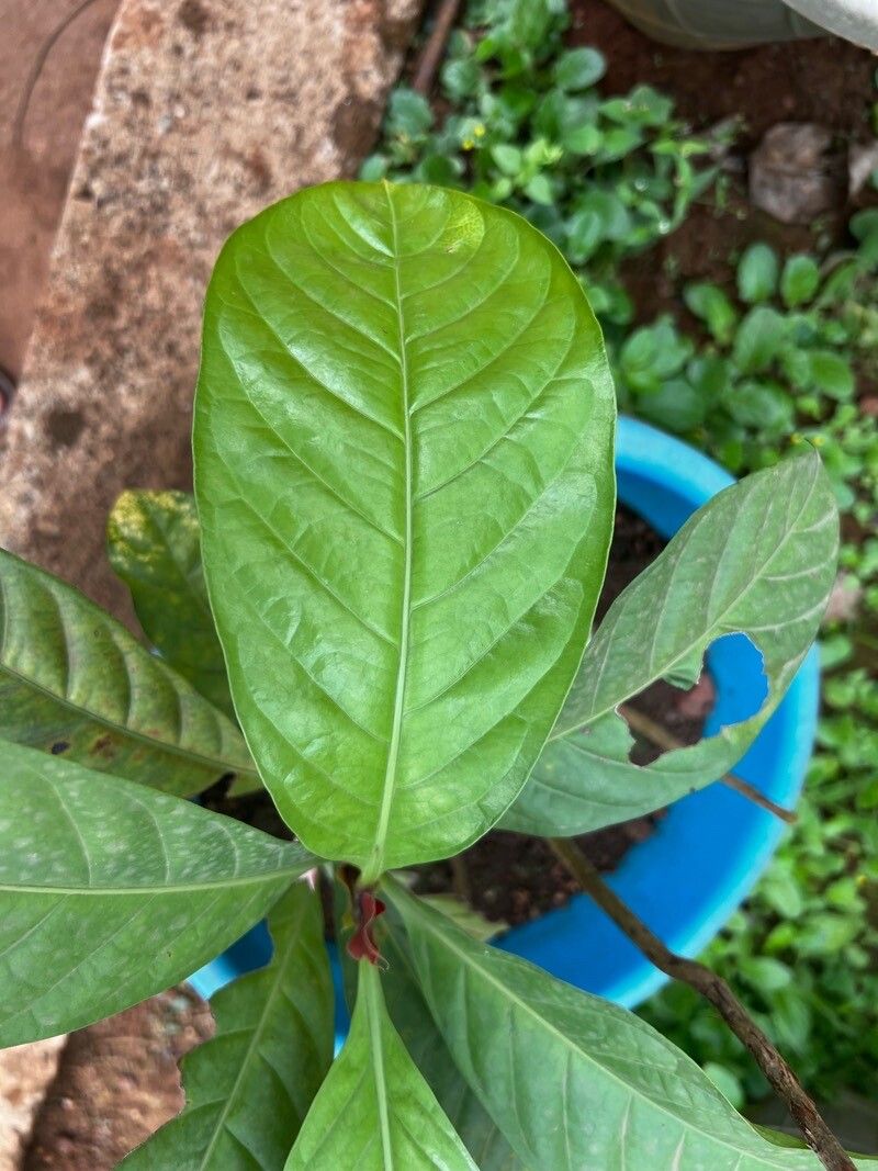 Coffea mapiana — houseplant care guide