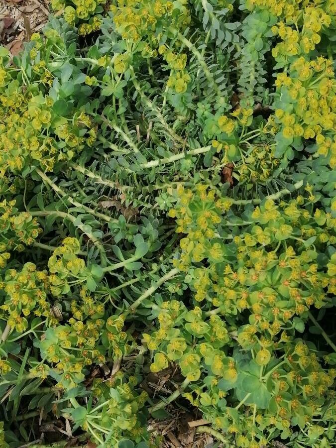 Euphorbia linifolia leaf