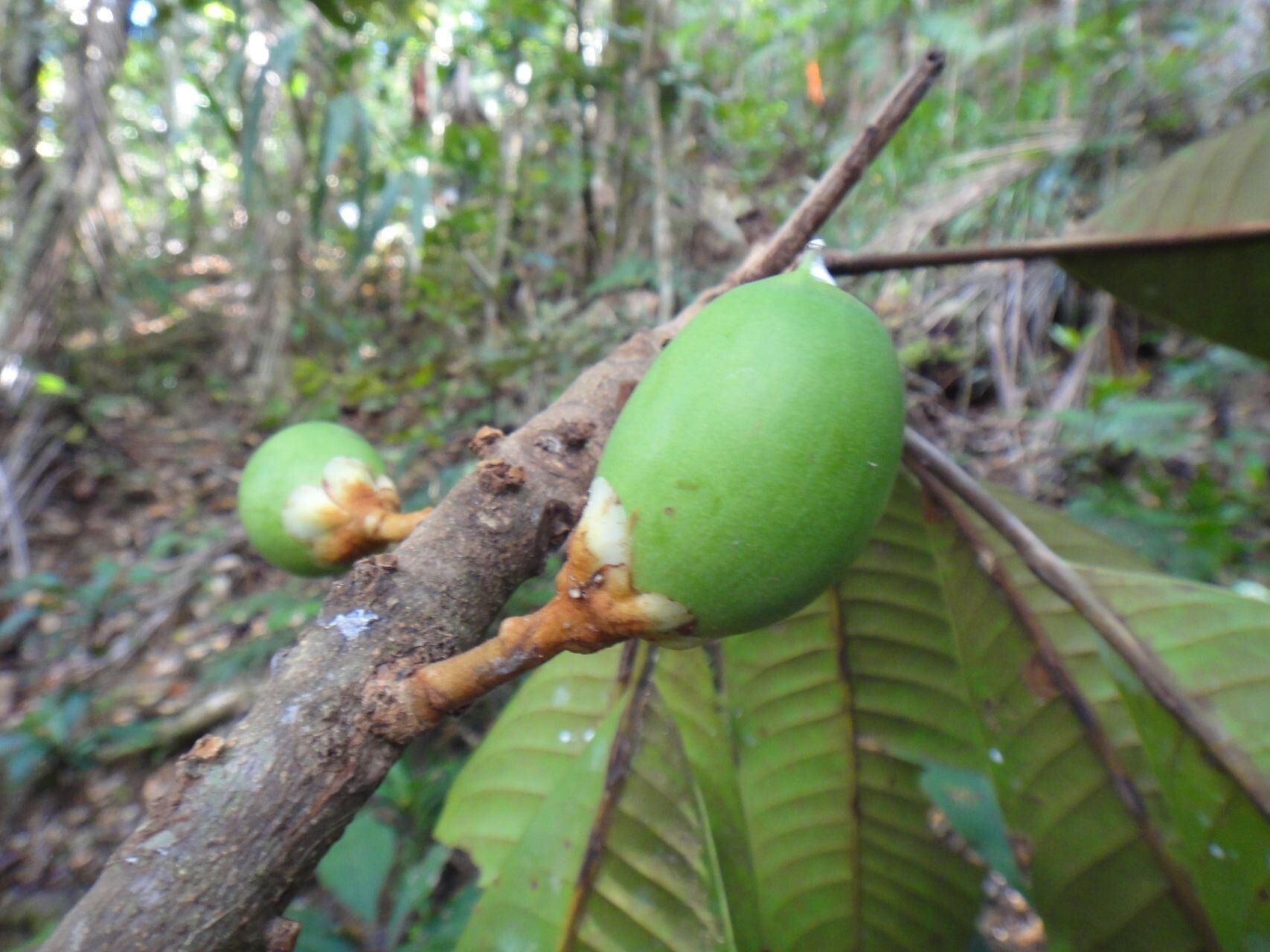 Pycnandra comptonii fruit
