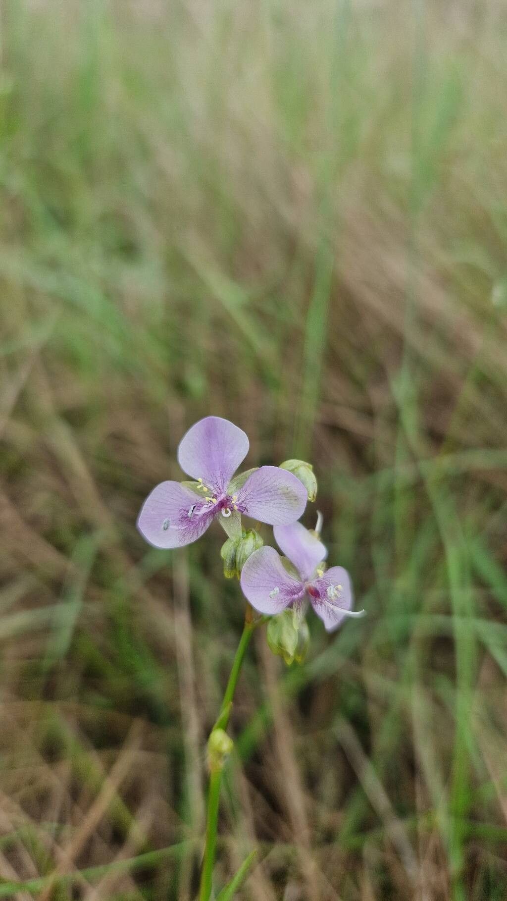 Murdannia simplex flower