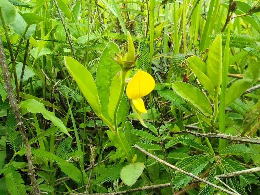 Crotalaria alata flower