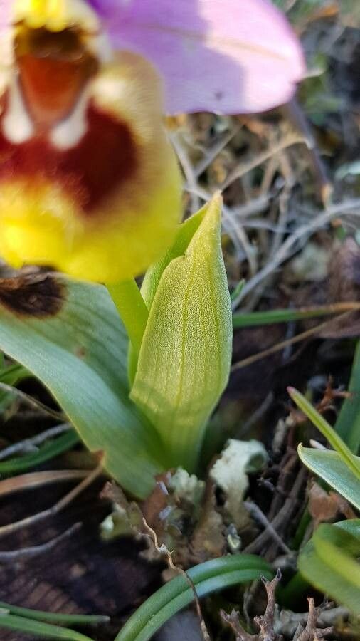 Ophrys tenthredinifera — search result for 'Ophrys'