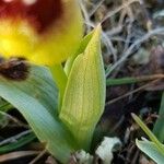 Ophrys tenthredinifera