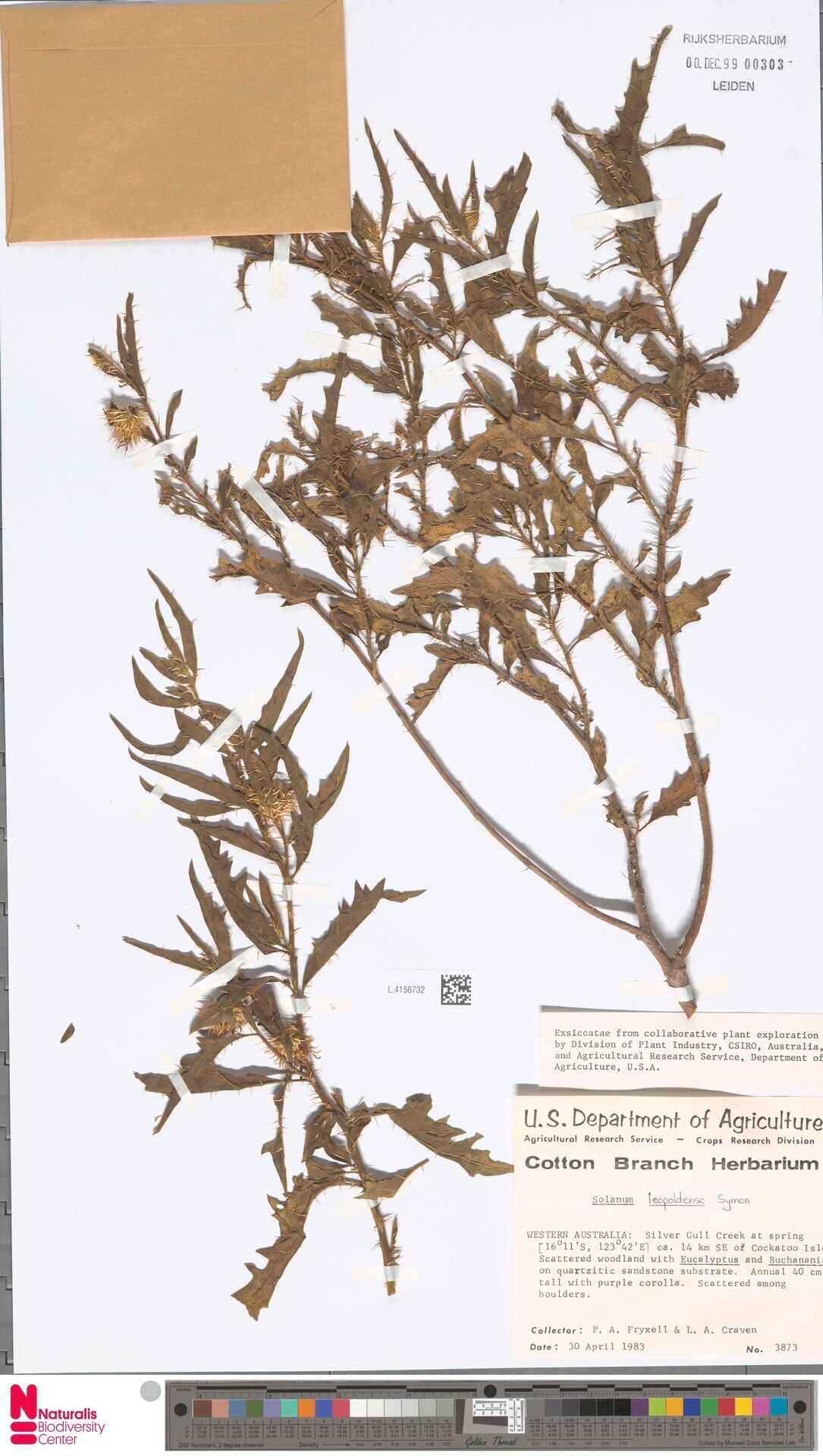 Solanum leopoldense — houseplant care guide