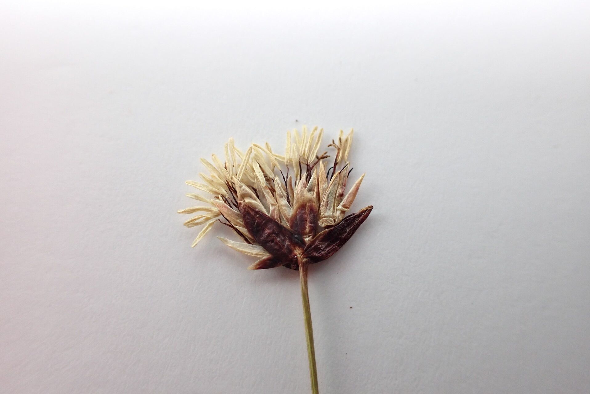 Juncus thomsonii flower