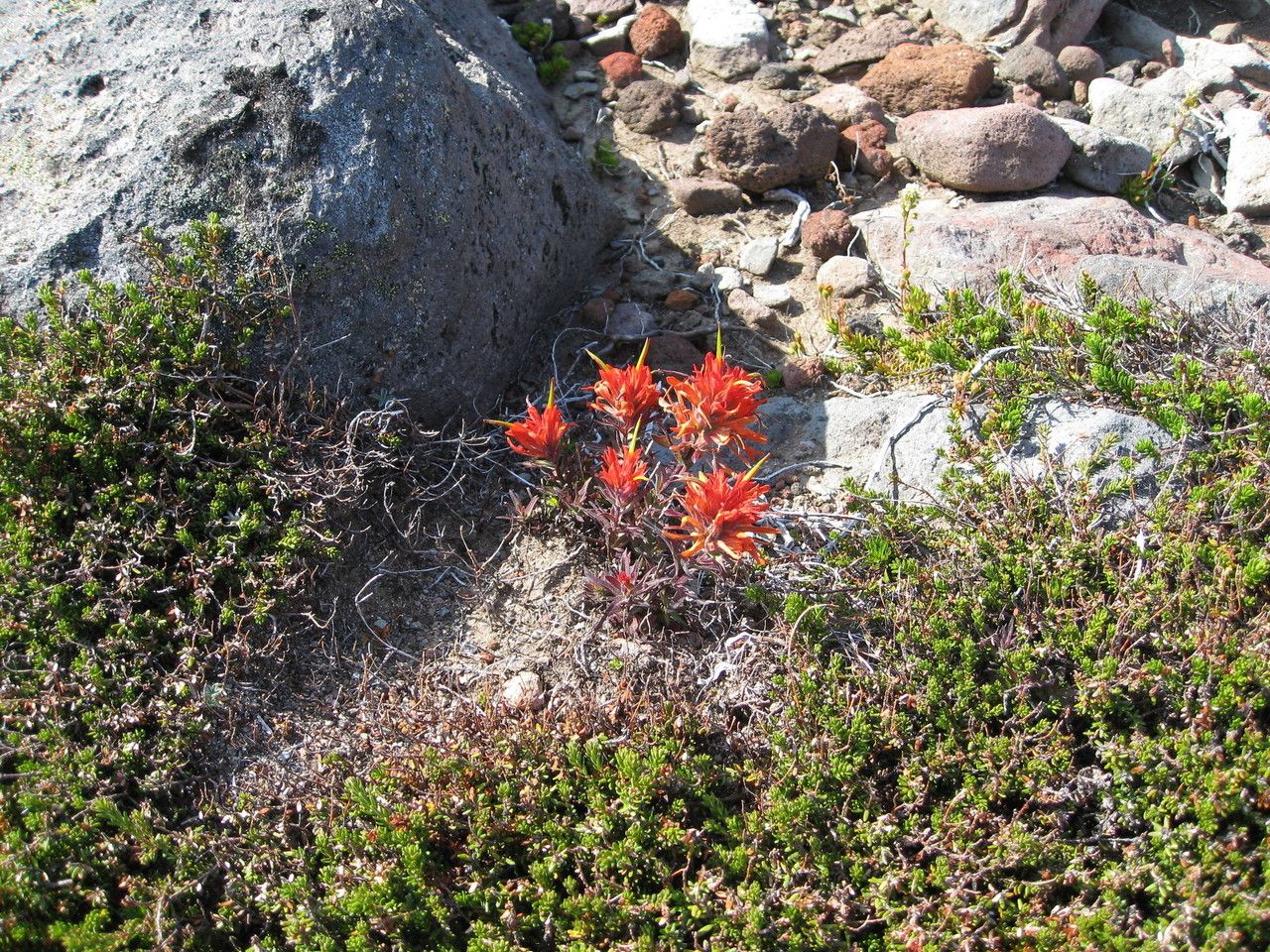 Castilleja rupicola habit
