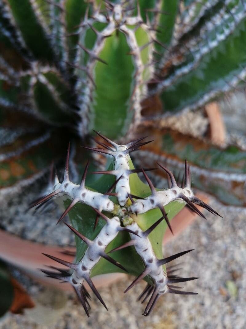 Euphorbia avasmontana leaf
