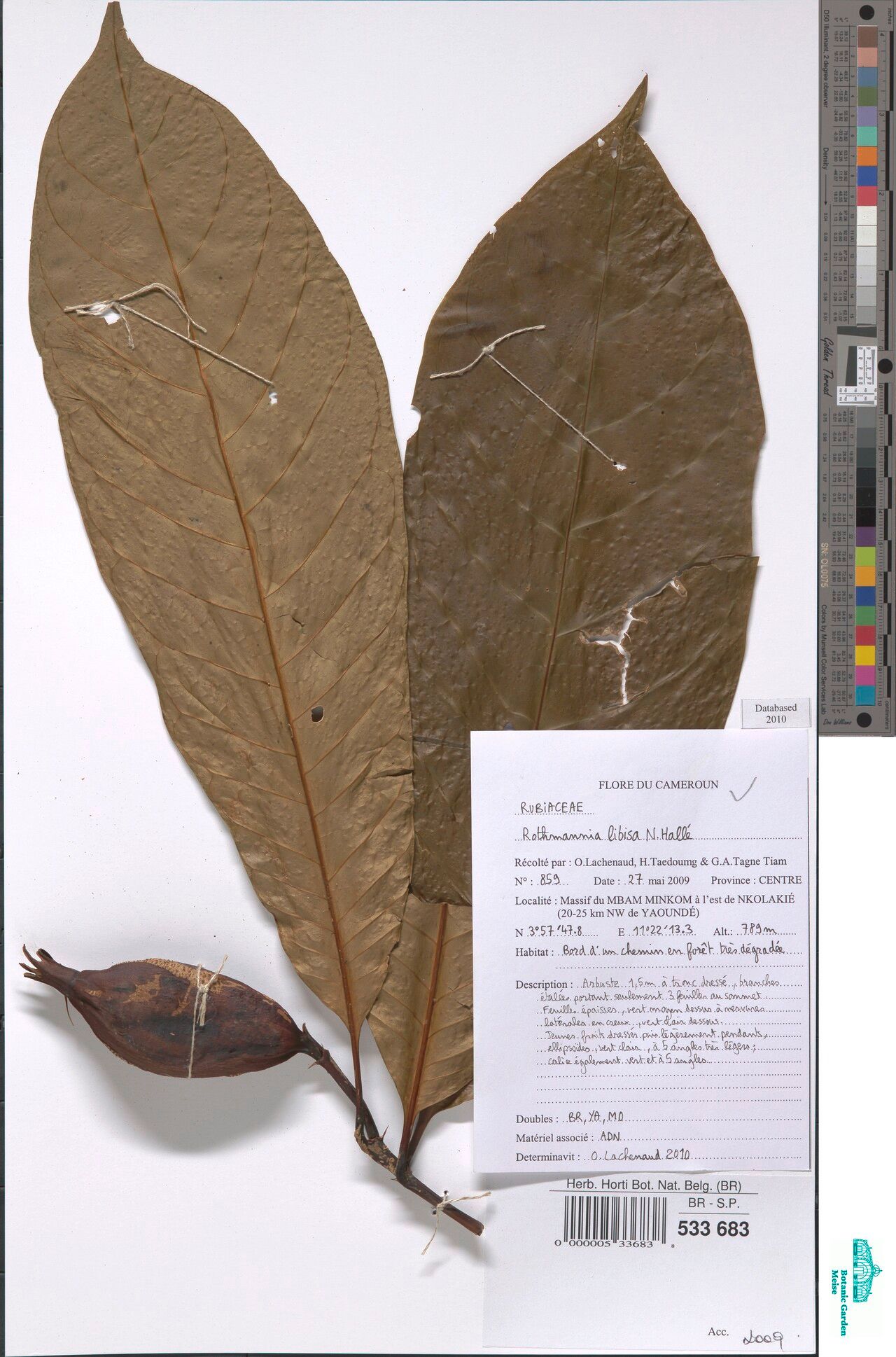 Rothmannia libisa — search result for 'Rothmannia'