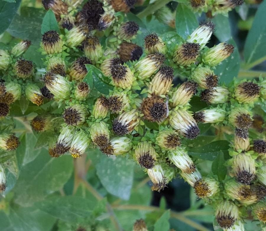 Pentanema squarrosum flower