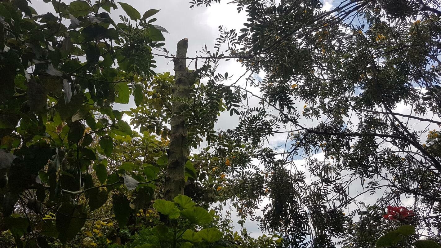 Prunus salicifolia bark