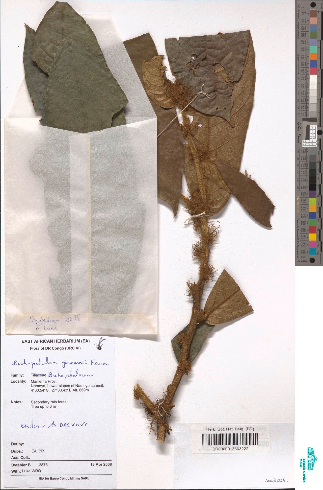 Dichapetalum germainii — houseplant care guide