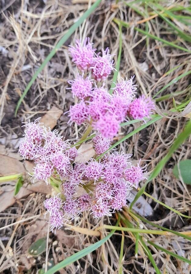 Eupatorium tanacetifolium flower