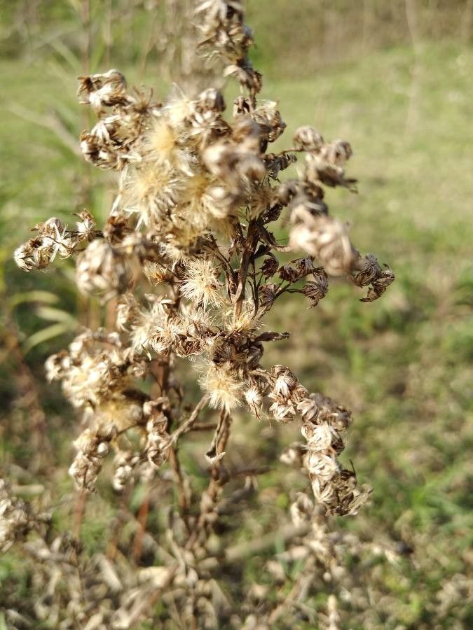 Solidago velutina other