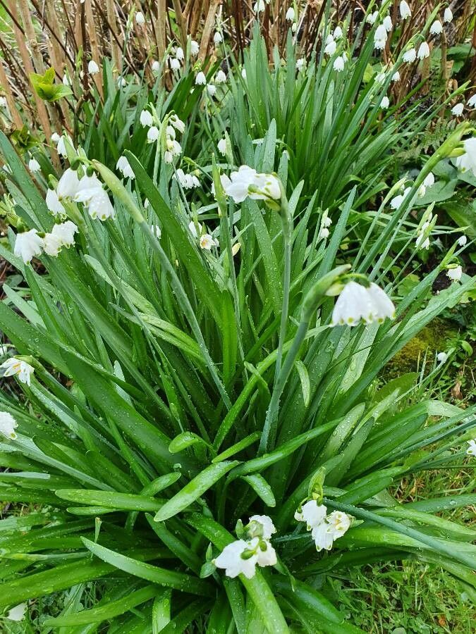 Leucojum pulchellum leaf