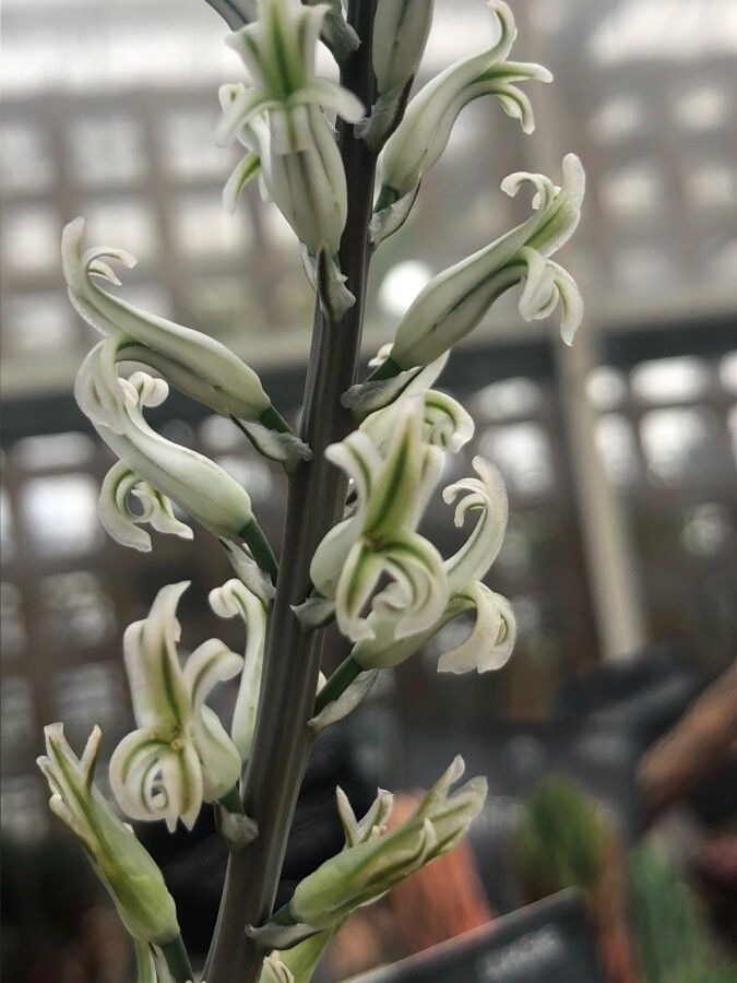 Haworthia arachnoidea flower