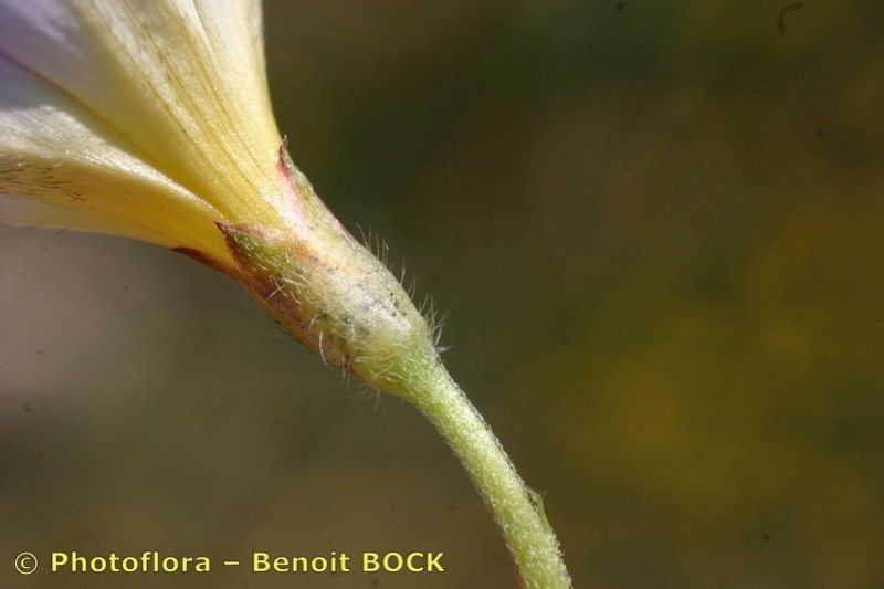 Convolvulus meonanthus bark