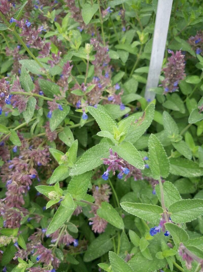 Nepeta wilsonii flower