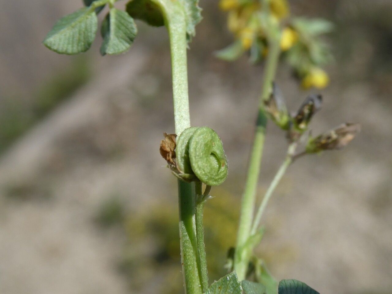 Medicago suffruticosa fruit