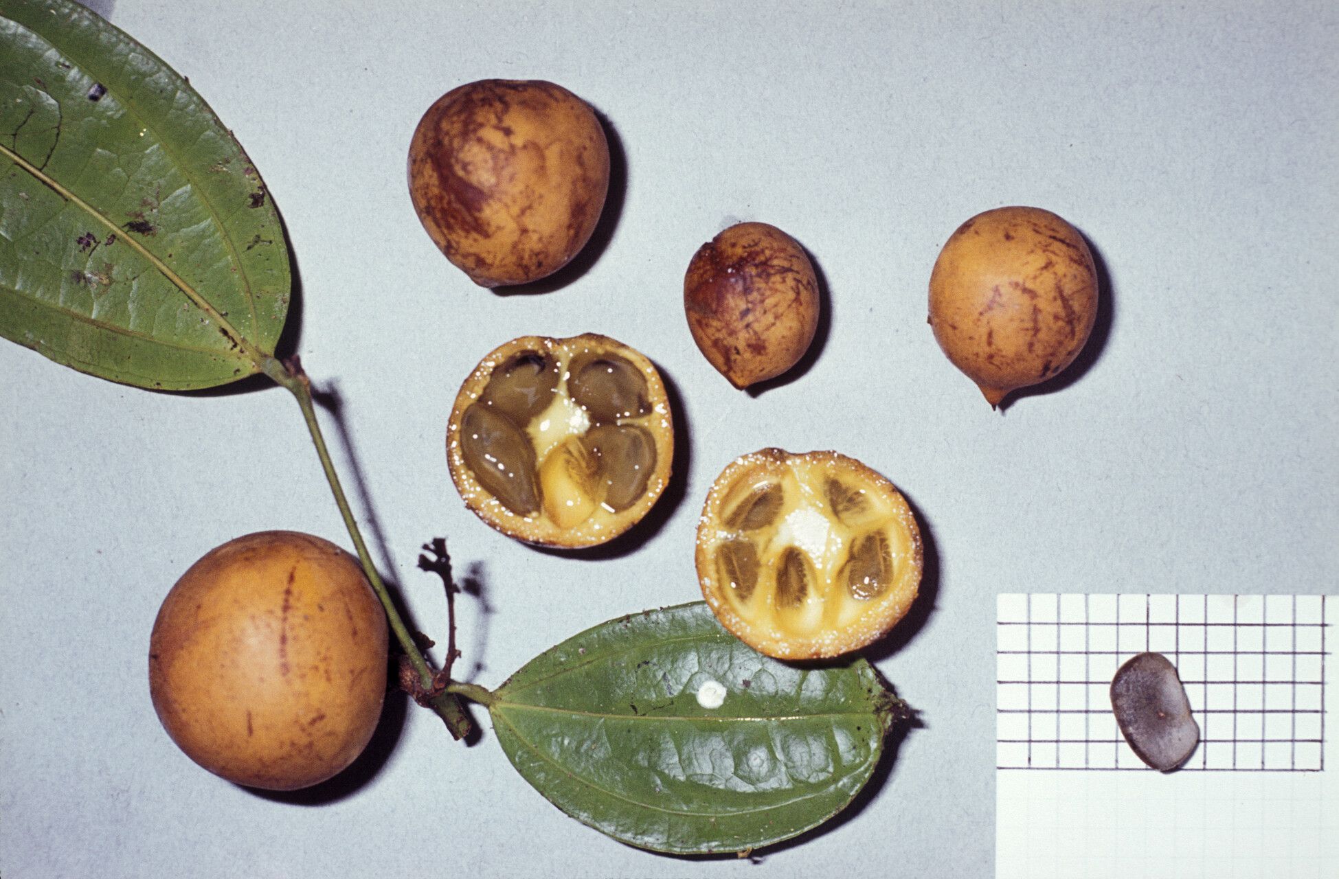 Strychnos erichsonii fruit