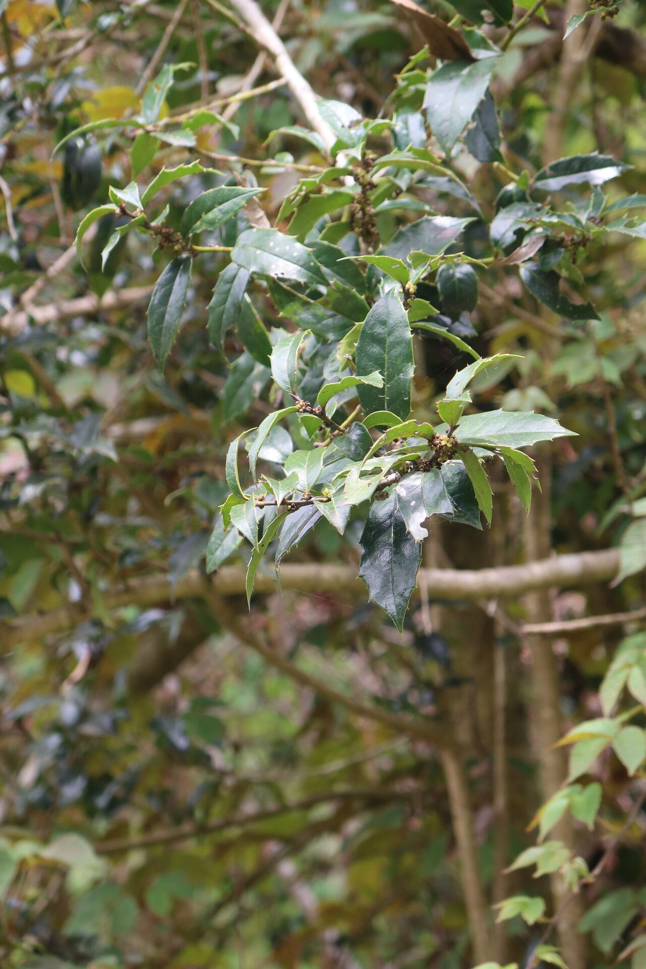 Ilex dipyrena leaf