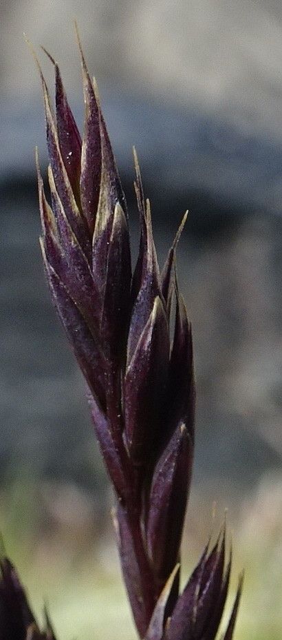 Festuca peruviana — houseplant care guide