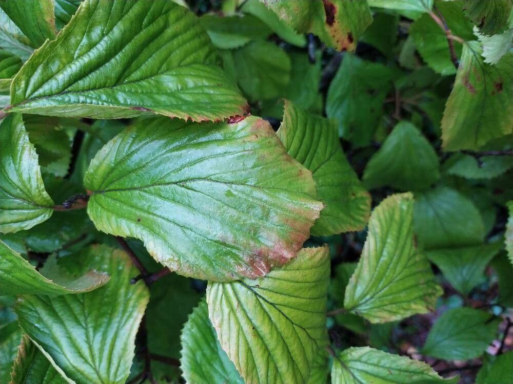 Viburnum wrightii — search result for 'Viburnum'