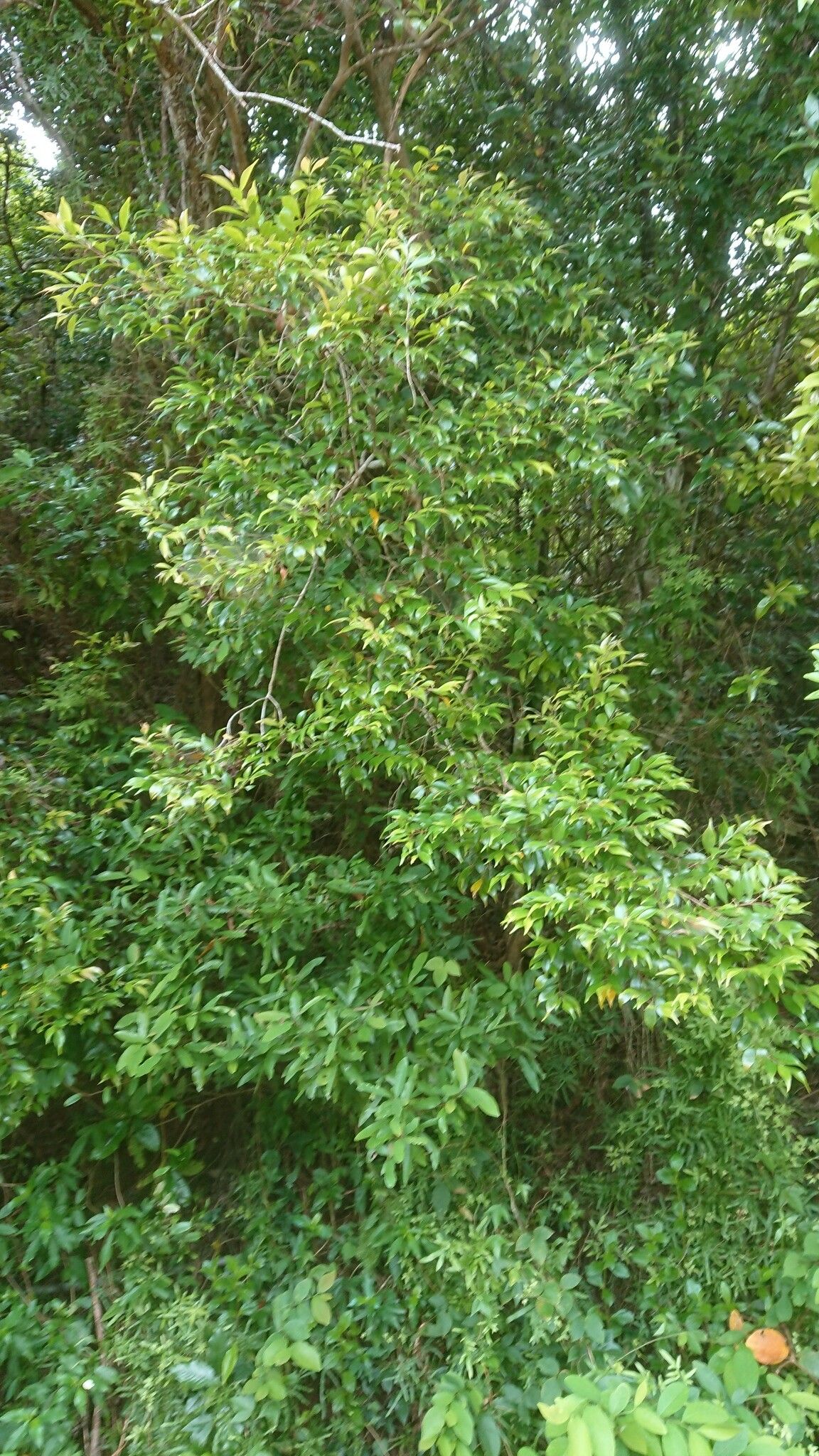 Syzygium acuminatissimum habit