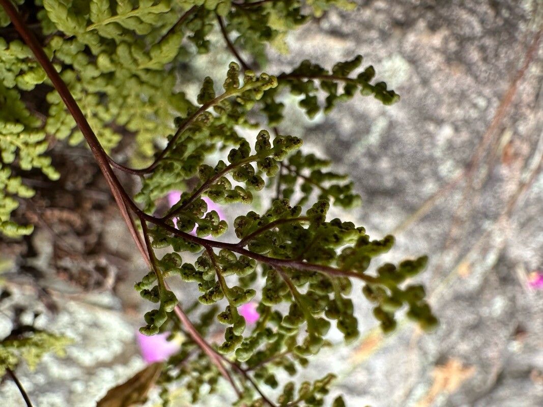 Hemionitis tinaei flower