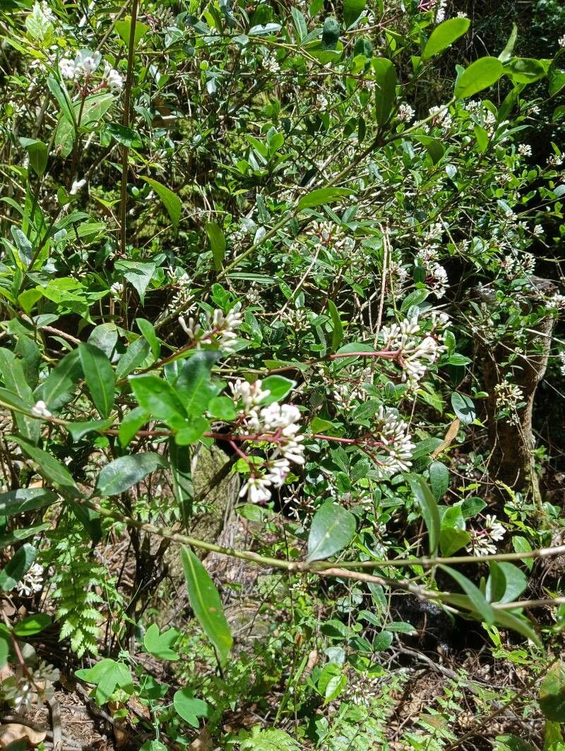 Chassalia perrieri habit
