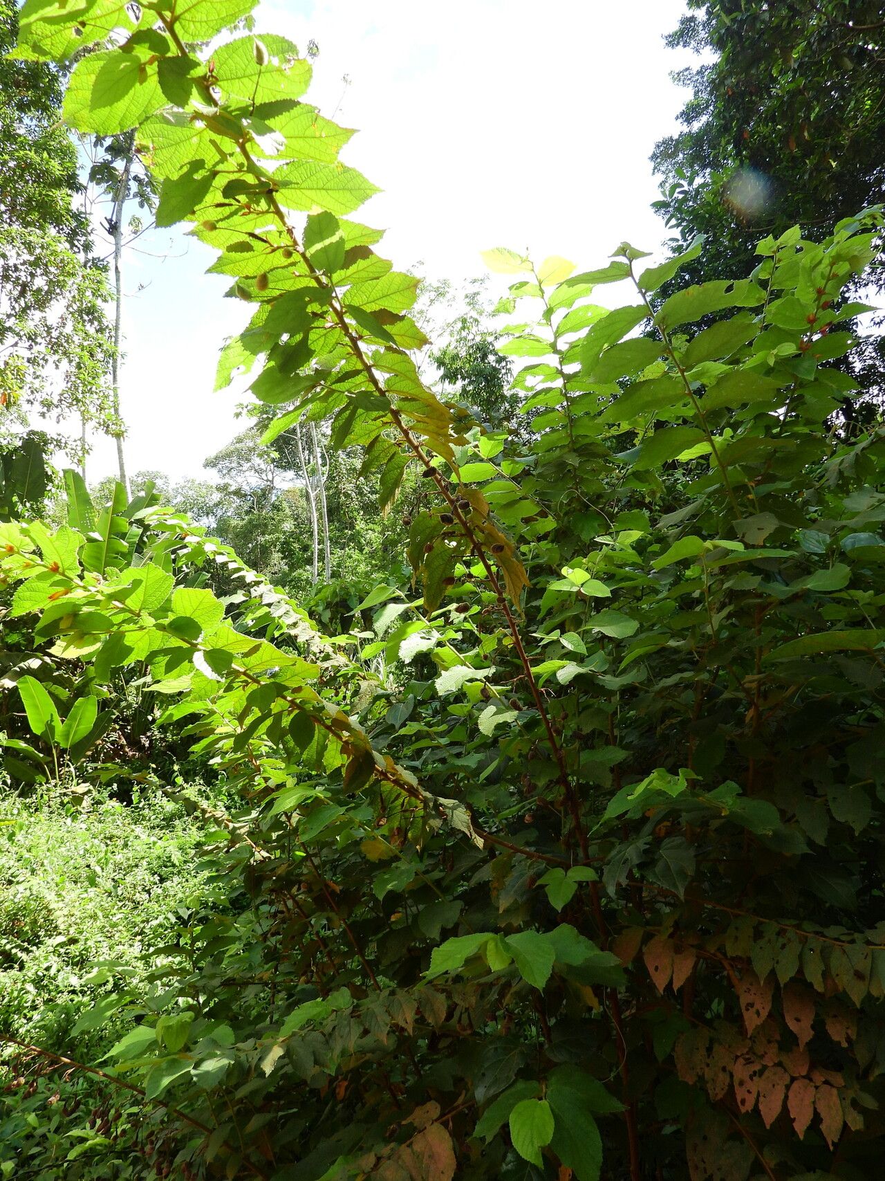 Helicteres pentandra habit