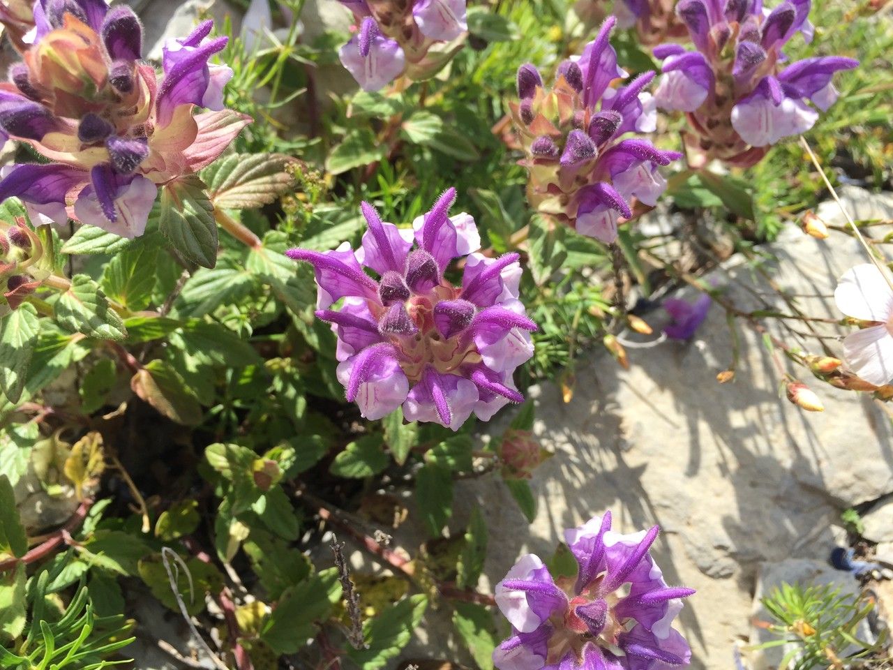 Scutellaria alpina flower