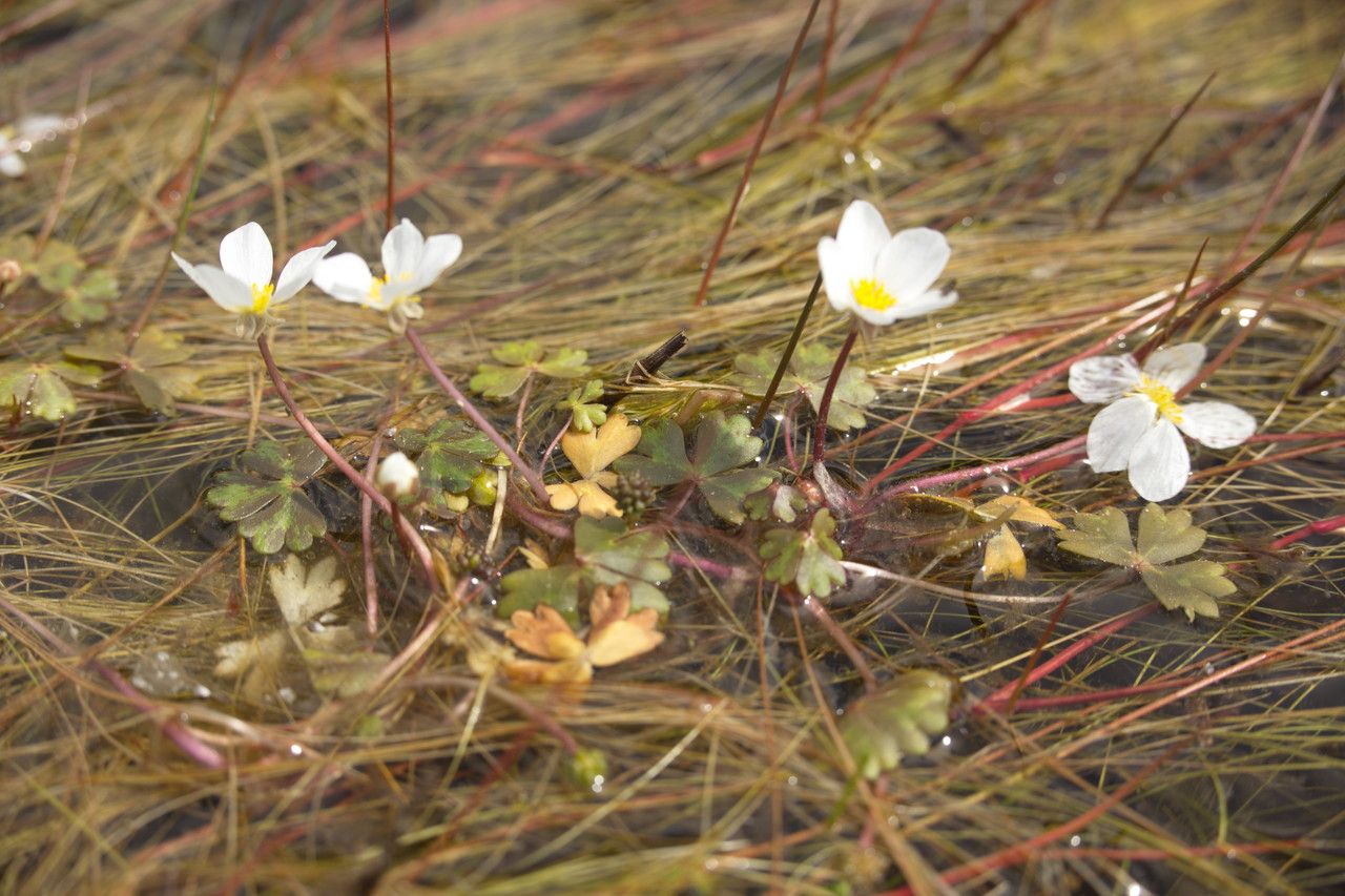 Ranunculus ololeucos flower