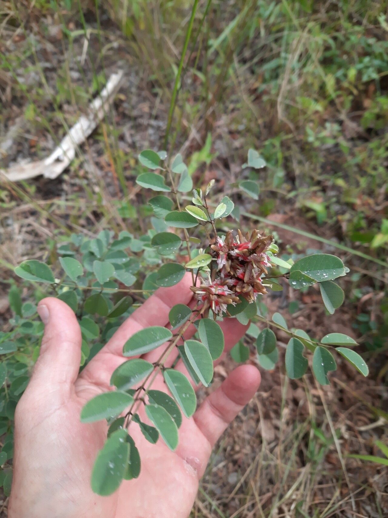 Indigofera emarginella — houseplant care guide
