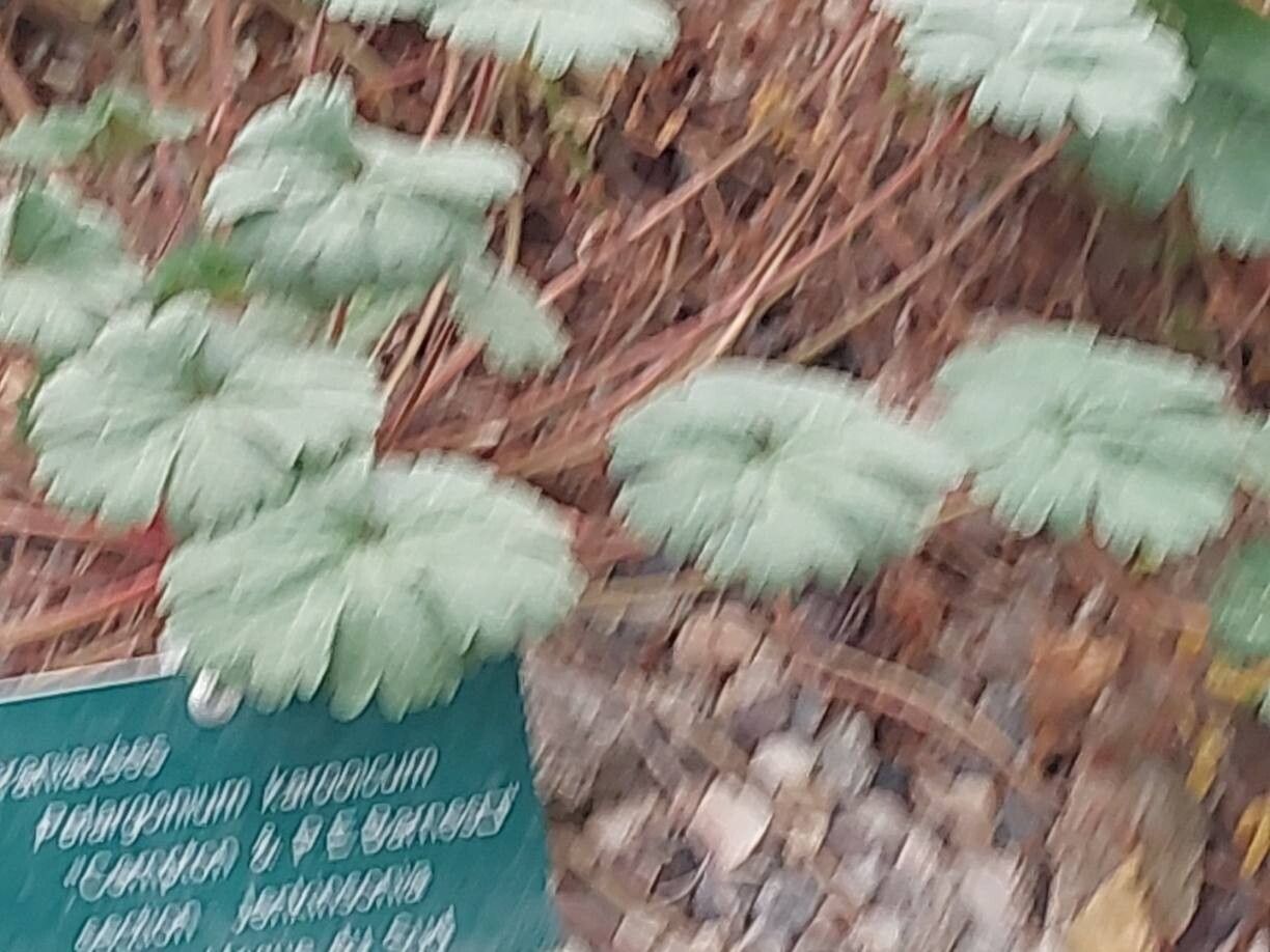 Pelargonium karooicum — houseplant care guide