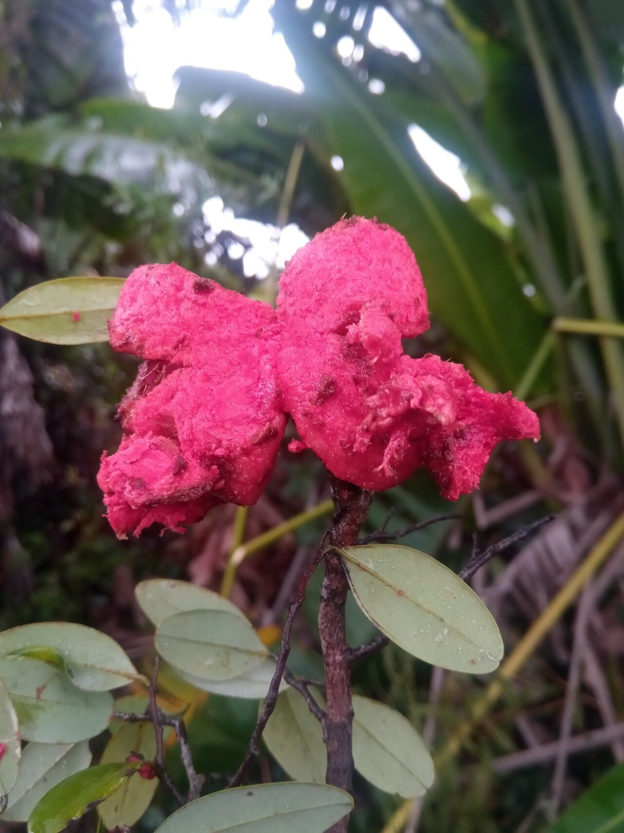 Xylopia buxifolia fruit