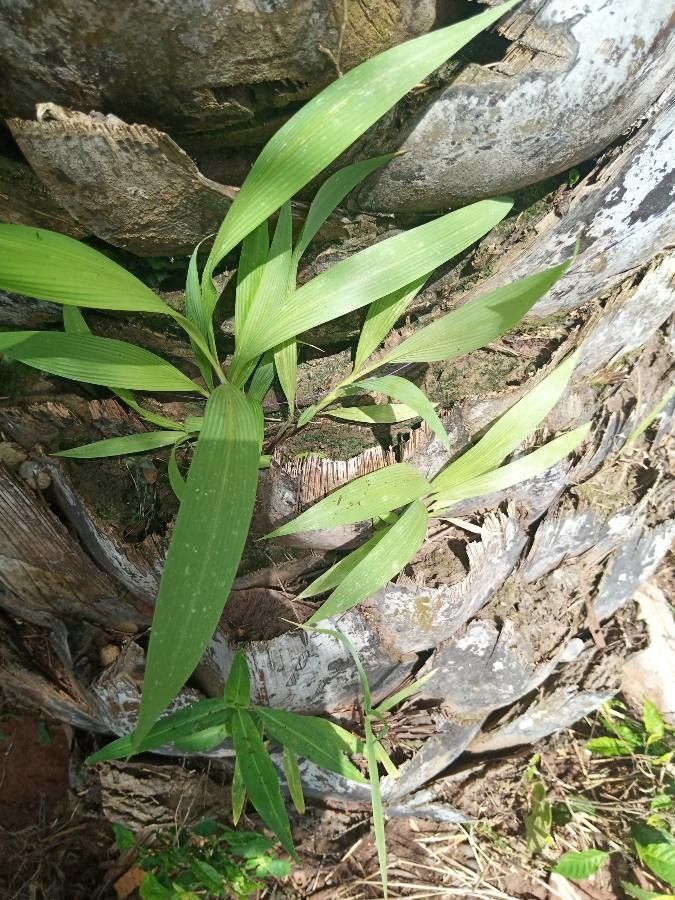 Panicum grande — search result for 'Panicum'