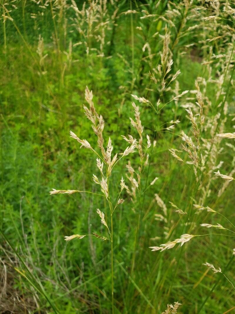 Poa pratensis fruit