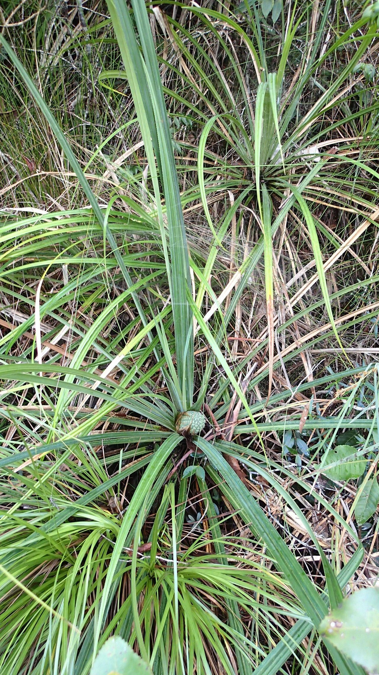 Pandanus reticulatus — houseplant care guide