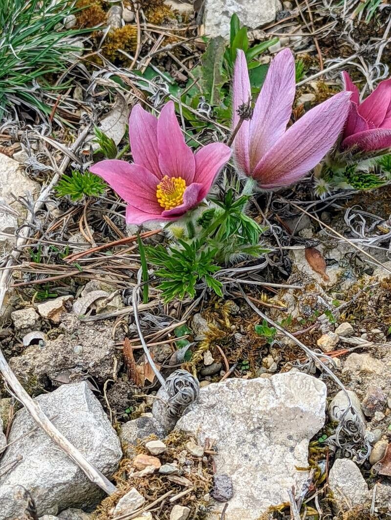 Anemone halleri — search result for 'Switzerland'