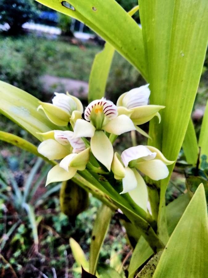 Prosthechea chacaoensis flower