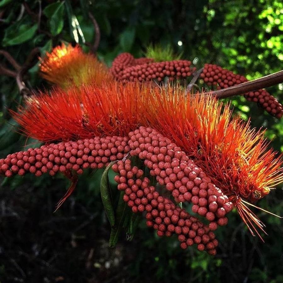 Combretum fruticosum flower