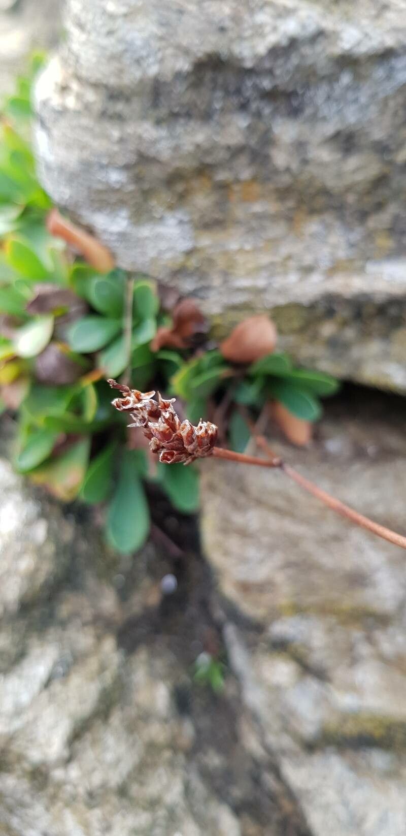 Limonium binervosum fruit