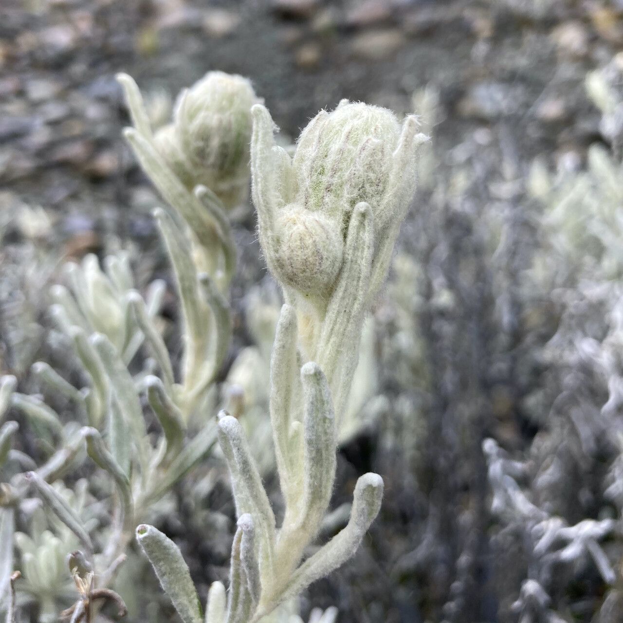 Senecio sublutescens flower
