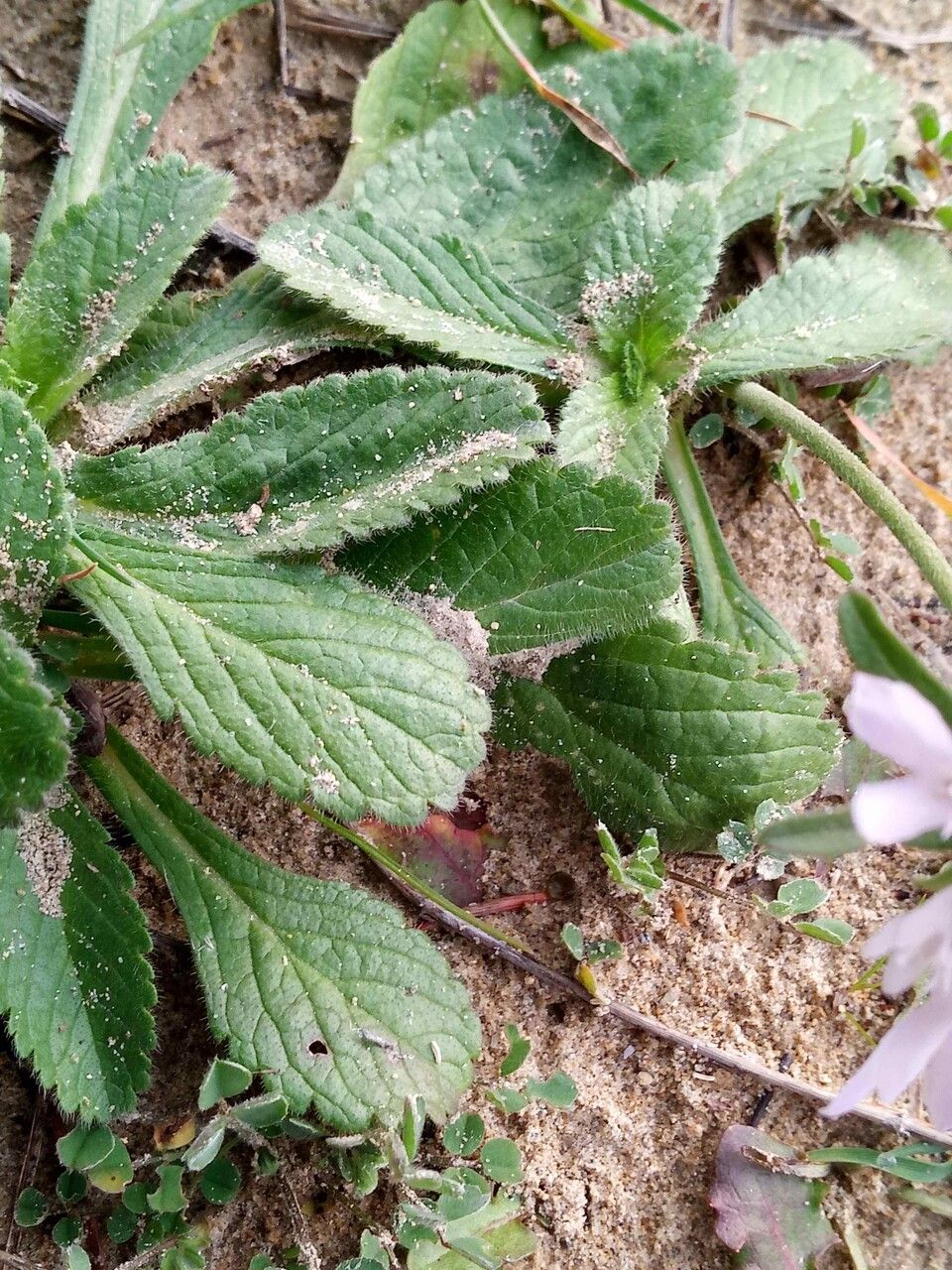 Scabiosa atropurpurea — related species from the same genus