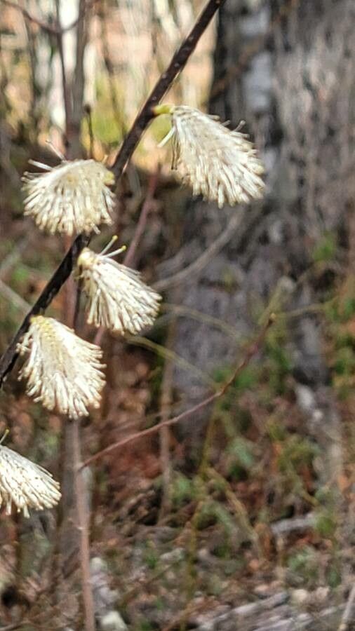Salix humilis flower