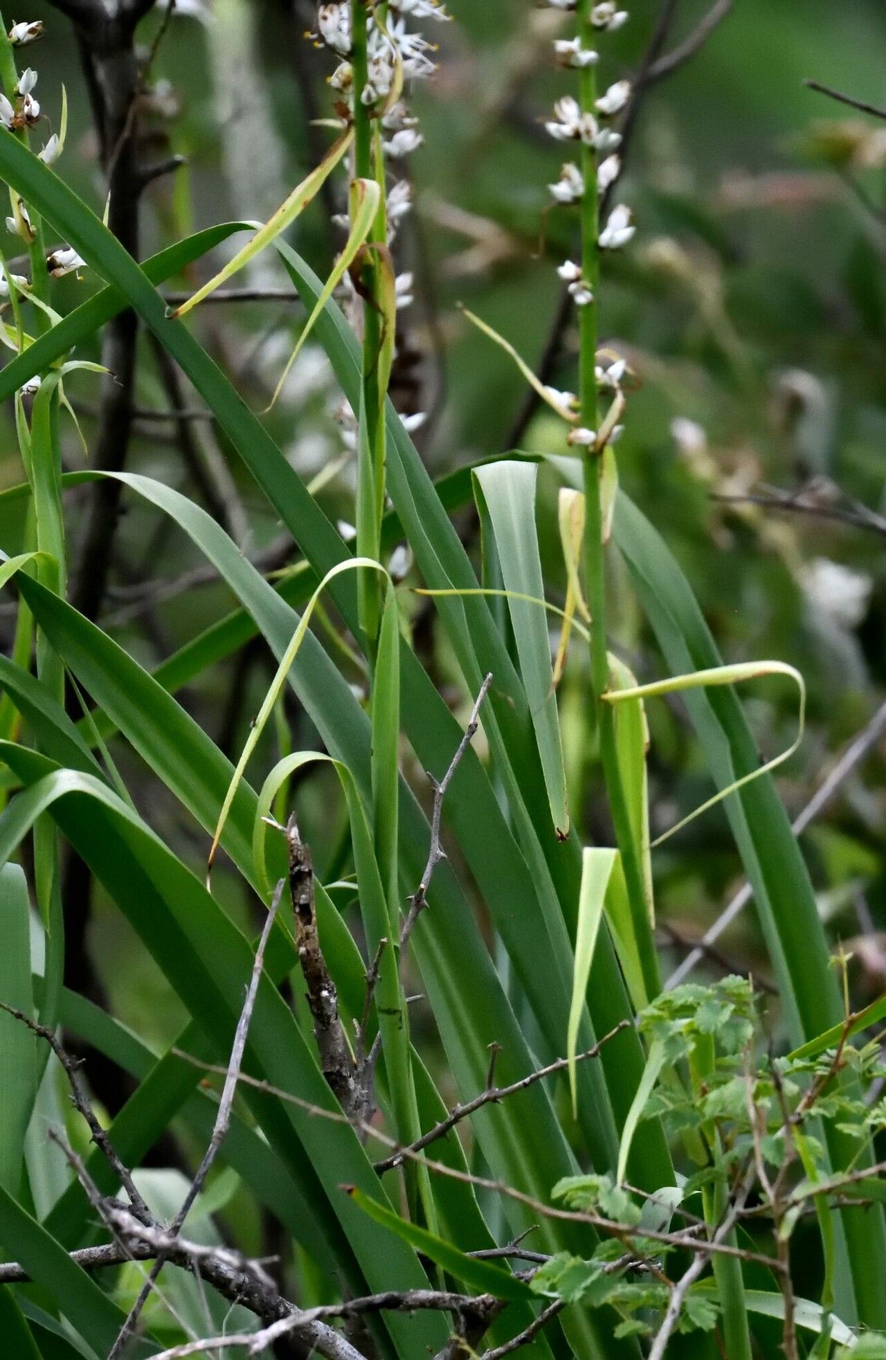 Chlorophytum longifolium habit