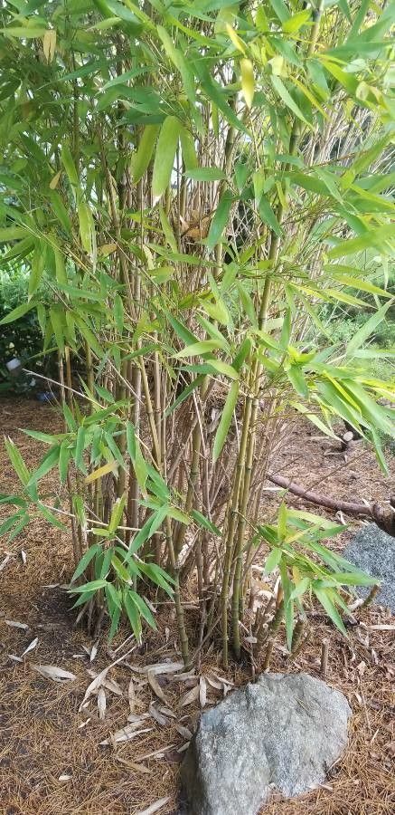 Fargesia murielae bark